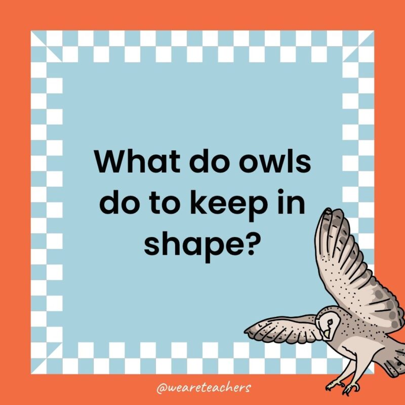 Owl Jokes for Kids a joke that states: What do owls do to keep in shape?