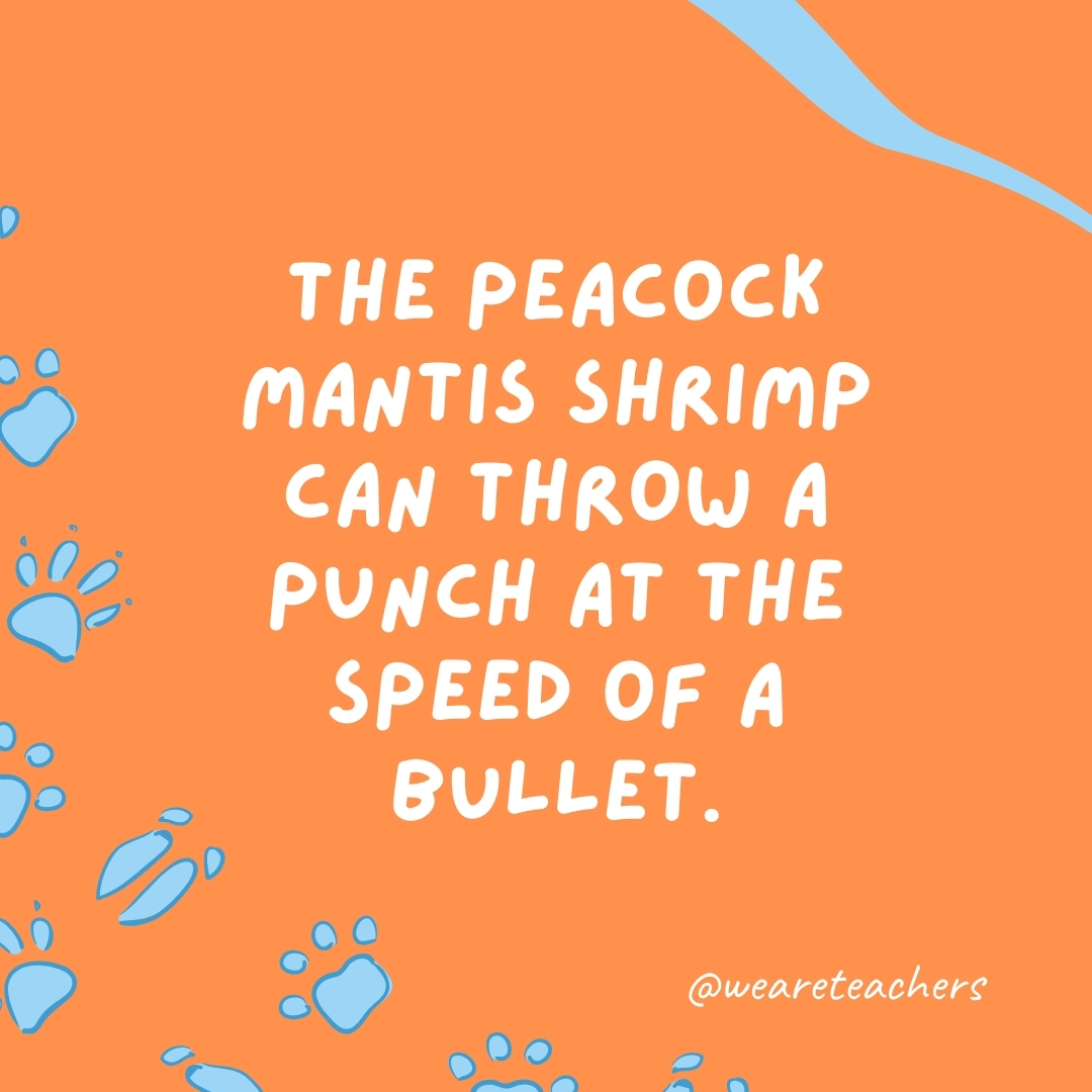 The peacock mantis shrimp can throw a punch at the speed of a bullet.- animal facts