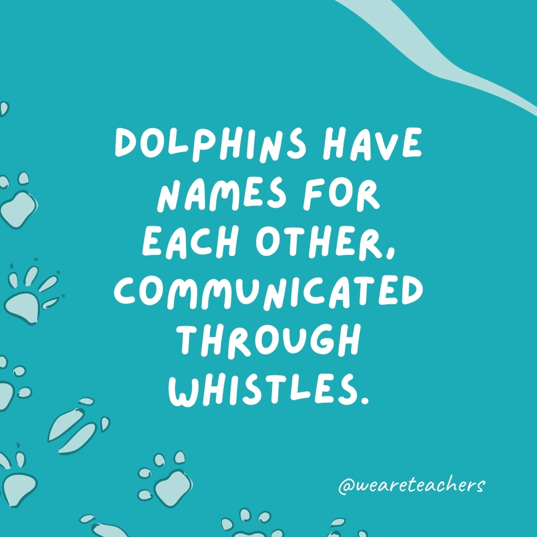 Dolphins have names for each other, communicated through whistles.