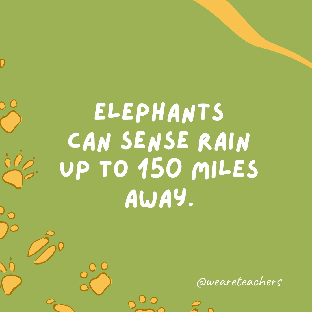 Elephants can sense rain up to 150 miles away.