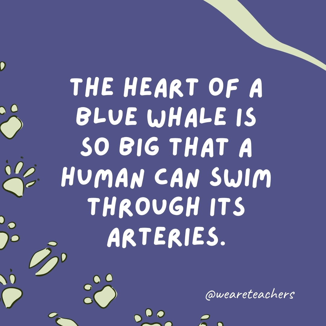 The heart of a blue whale is so big that a human can swim through its arteries.