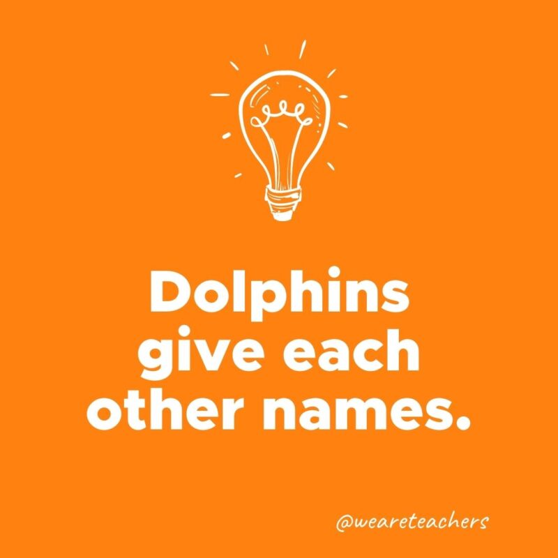 Dolphins give each other names.
