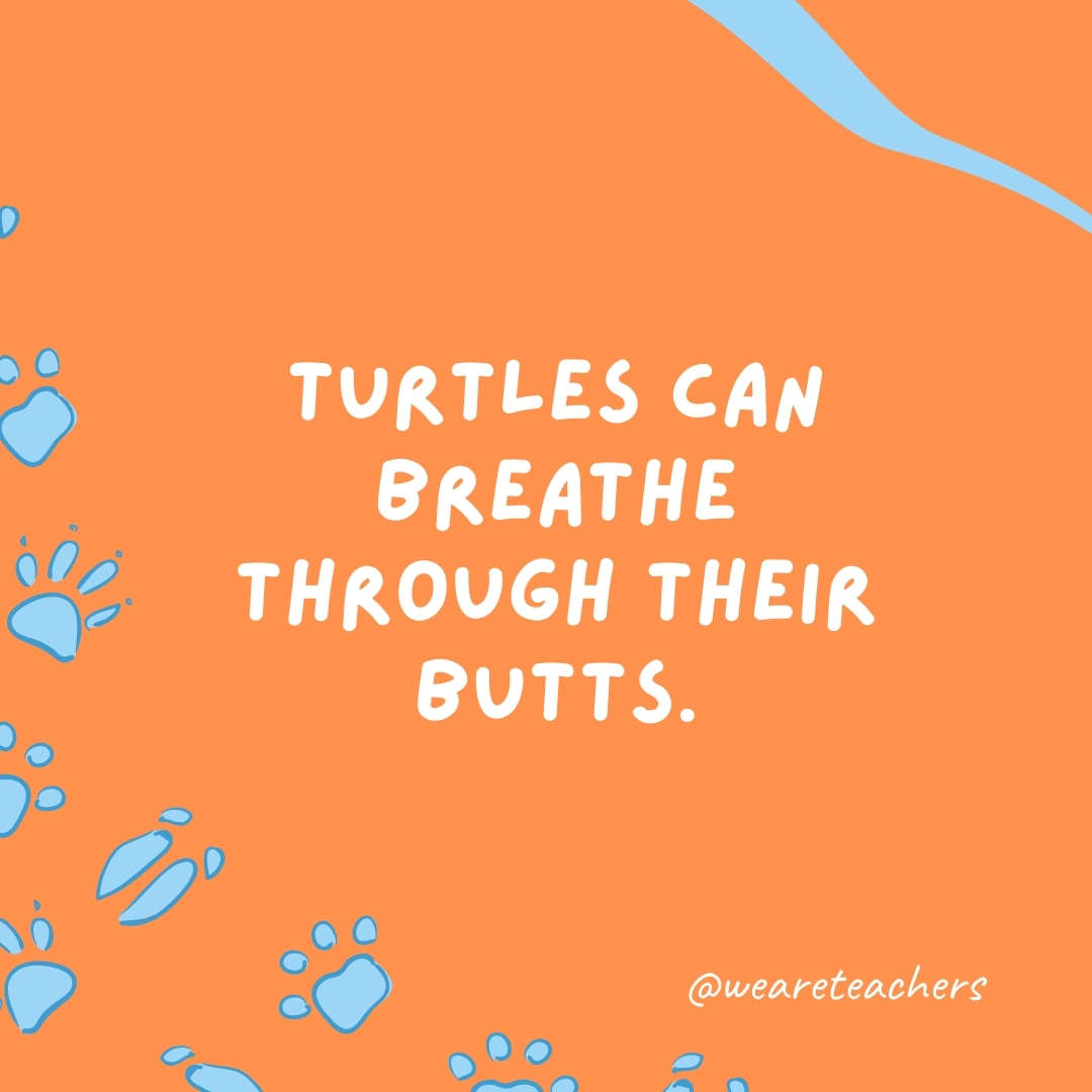 Turtles can breathe through their butts.