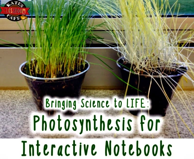 5th grade photosynthesis