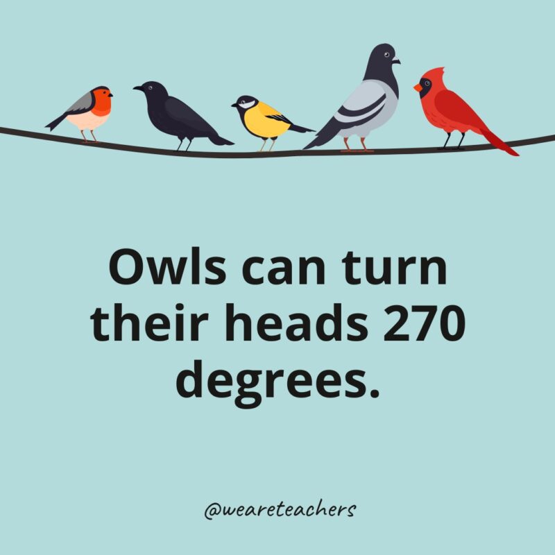 Owls can turn their heads 270 degrees.- bird facts