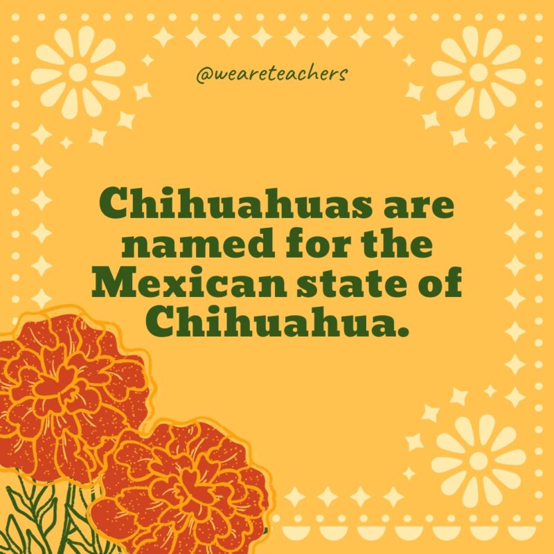 Chihuahuas are named for the Mexican state of Chihuahua.