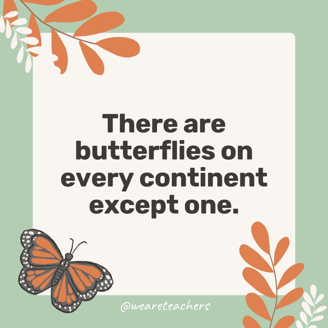 There are butterflies on every continent except one.