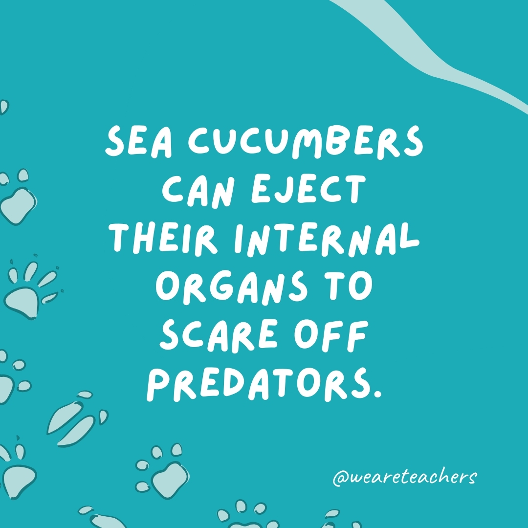 Sea cucumbers can eject their internal organs to scare off predators.