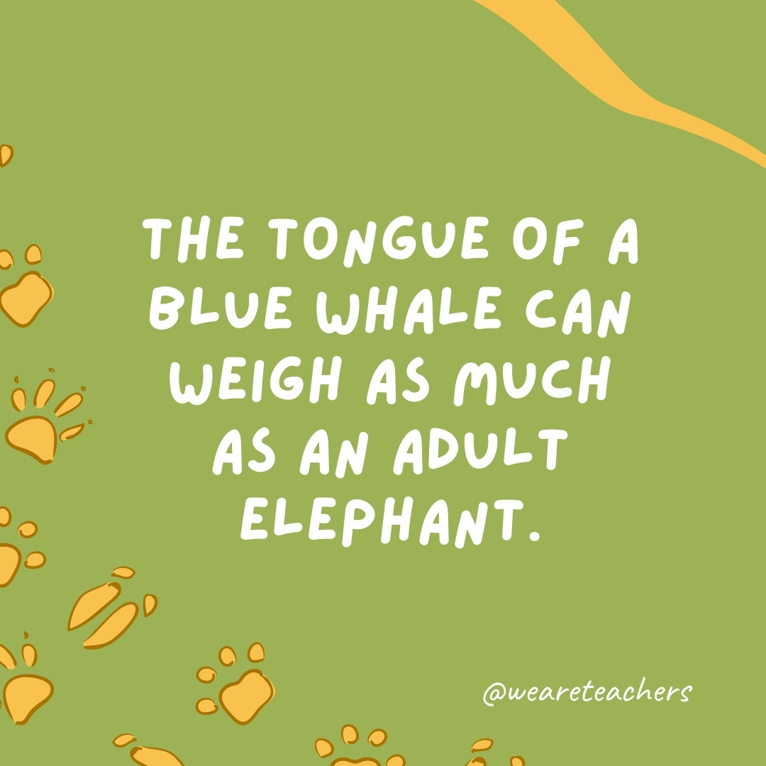 The tongue of a blue whale can weigh as much as an adult elephant.