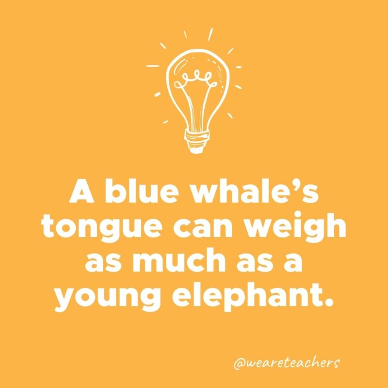 A blue whale’s tongue can weigh as much as a young elephant. - weird fun facts