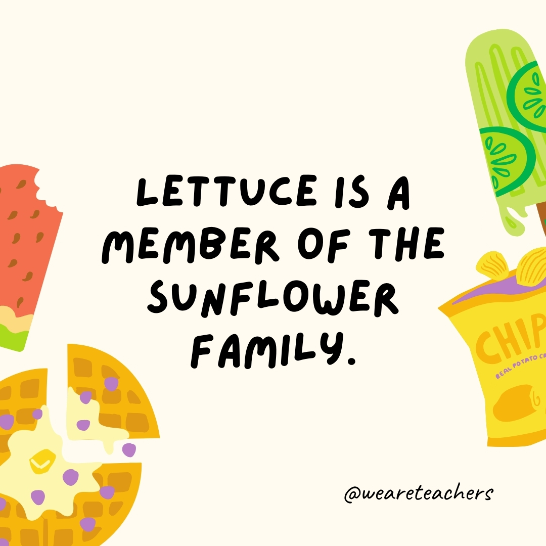 Lettuce is a member of the sunflower family.

This common salad ingredient is related to sunflowers.
