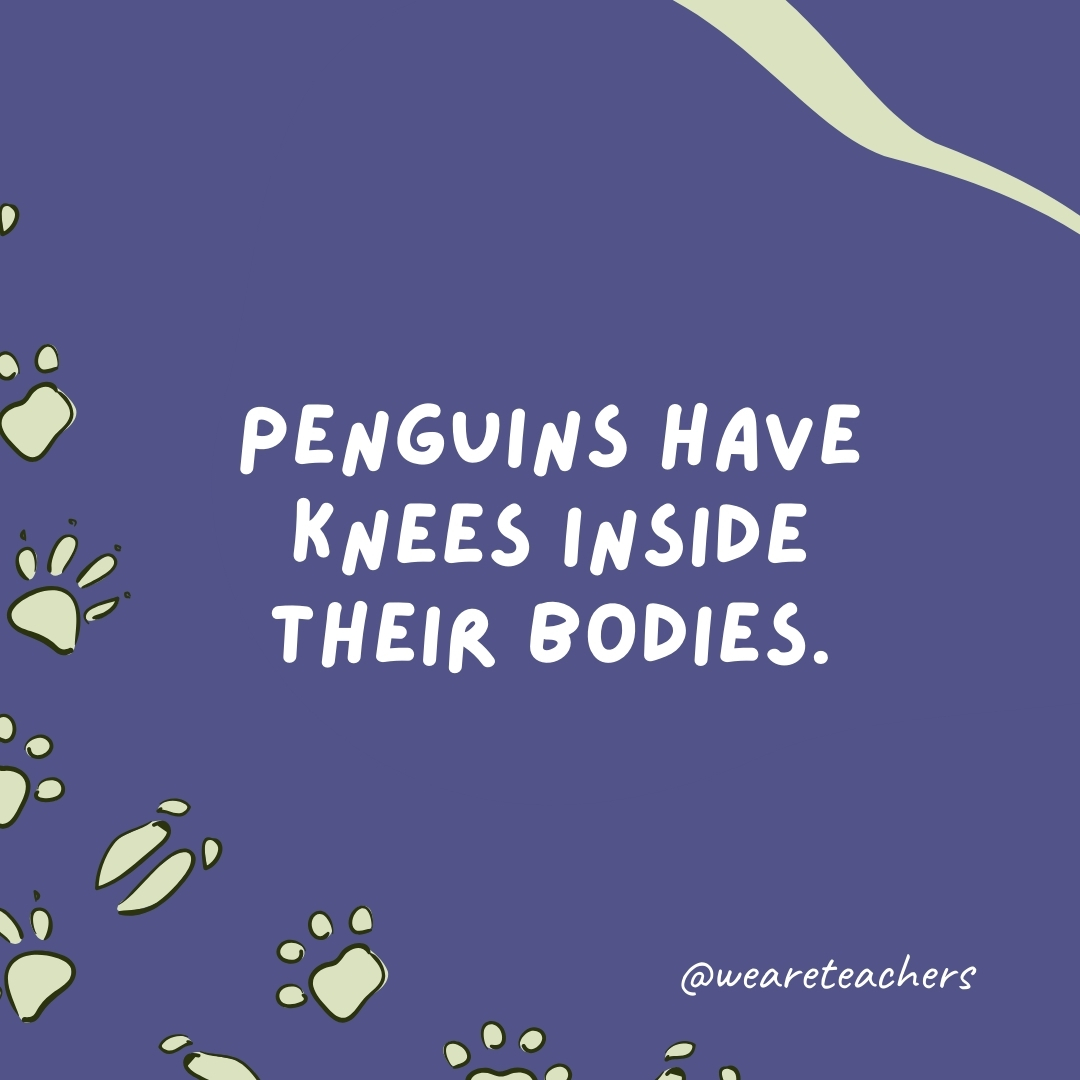 Penguins have knees inside their bodies.- animal facts