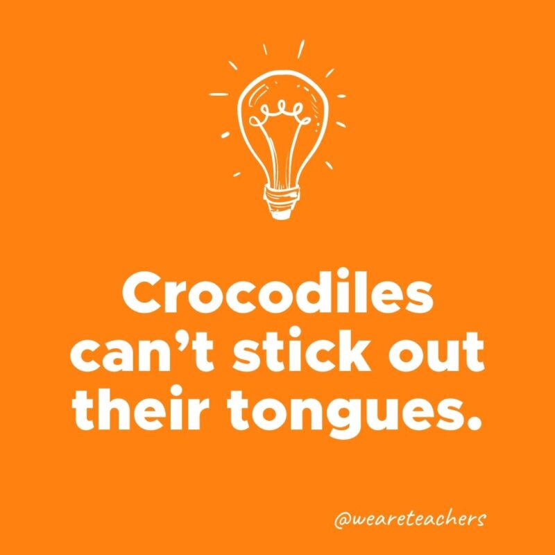 Crocodiles can’t stick out their tongues.