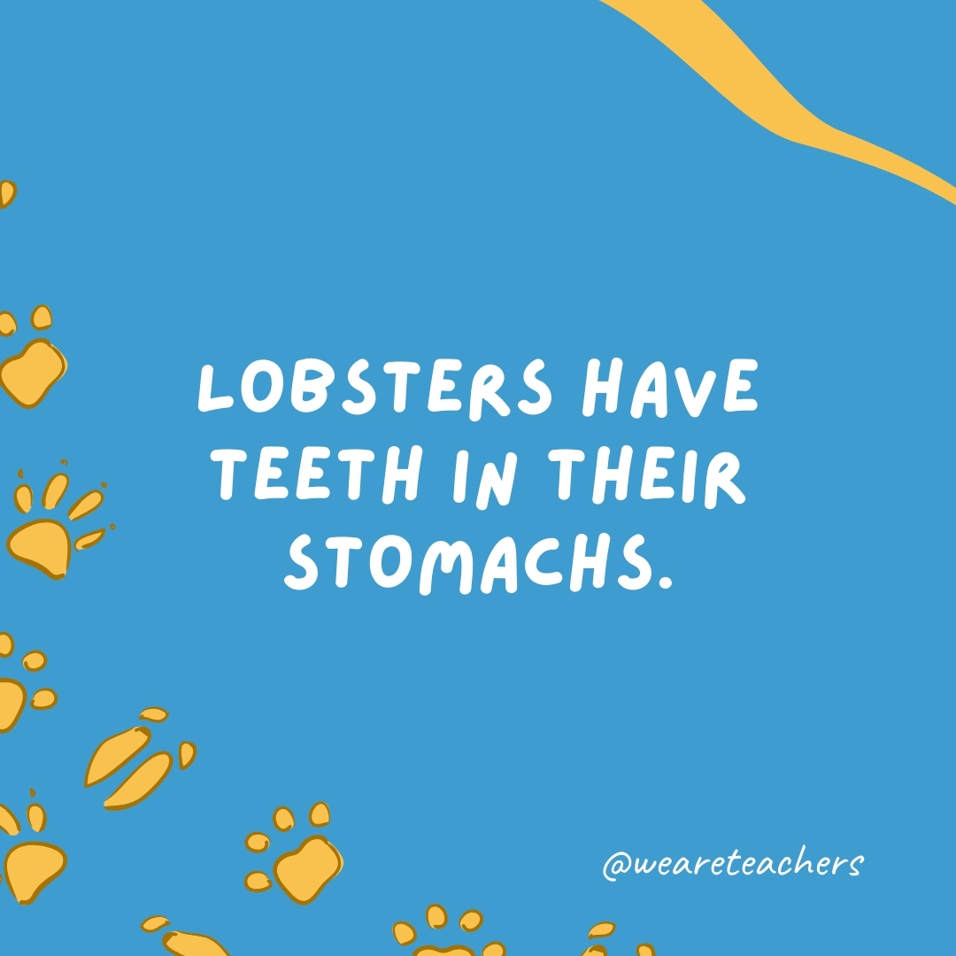 Lobsters have teeth in their stomachs.
