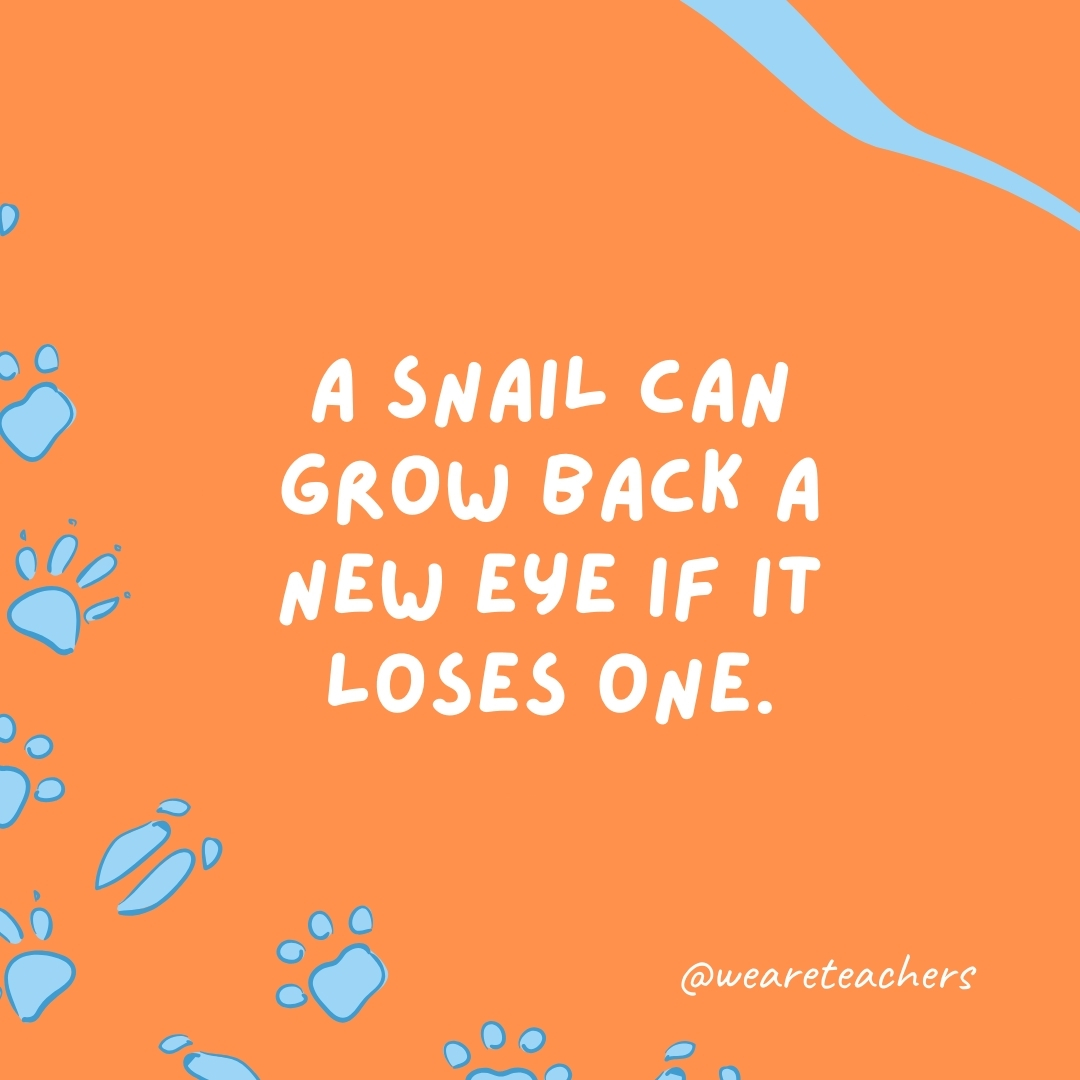 A snail can grow back a new eye if it loses one.