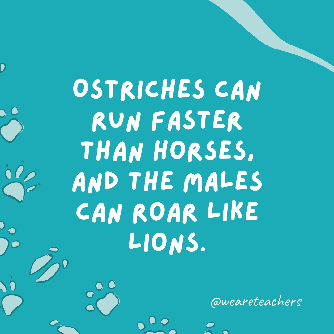 Ostriches can run faster than horses, and the males can roar like lions.- animal facts