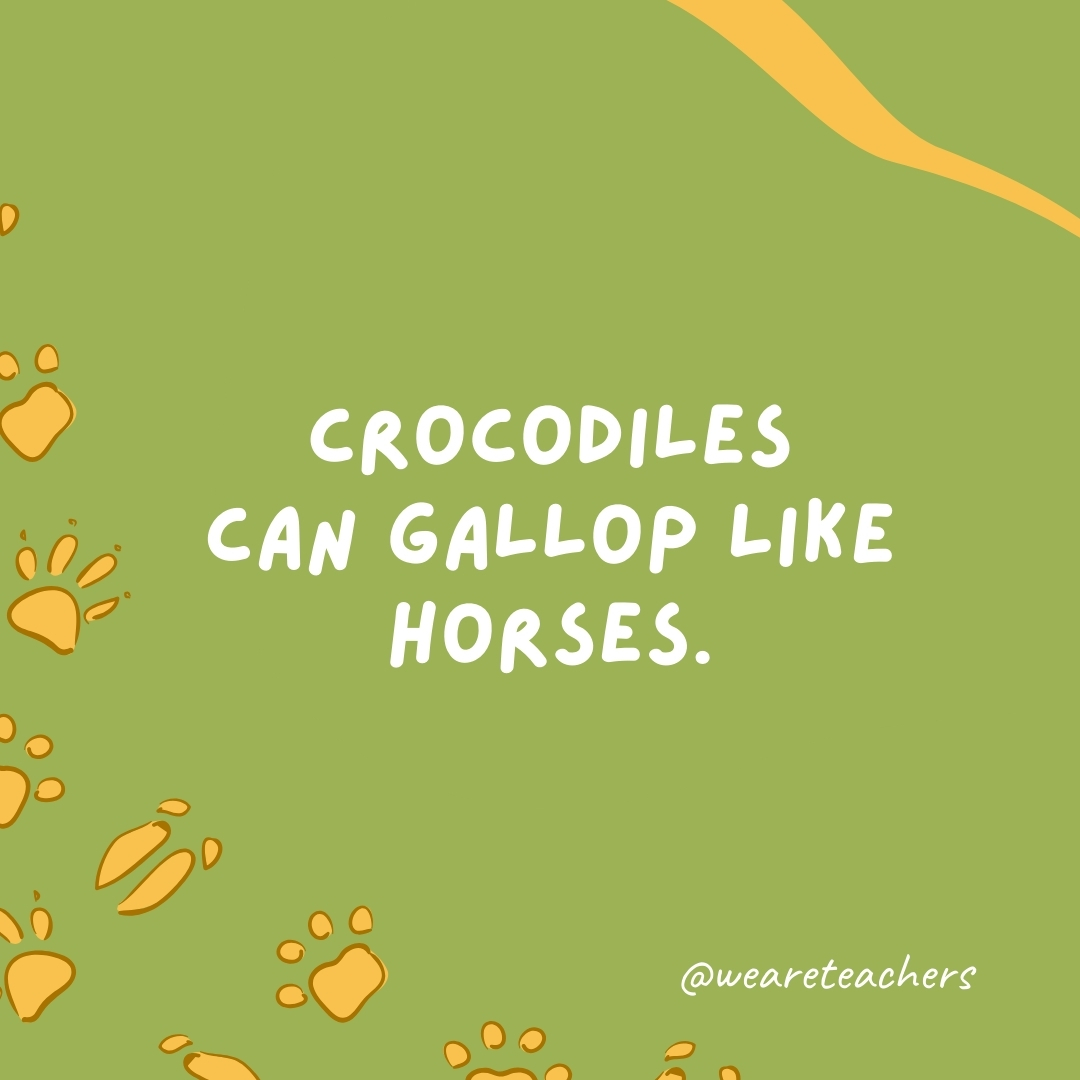 Crocodiles can gallop like horses. 