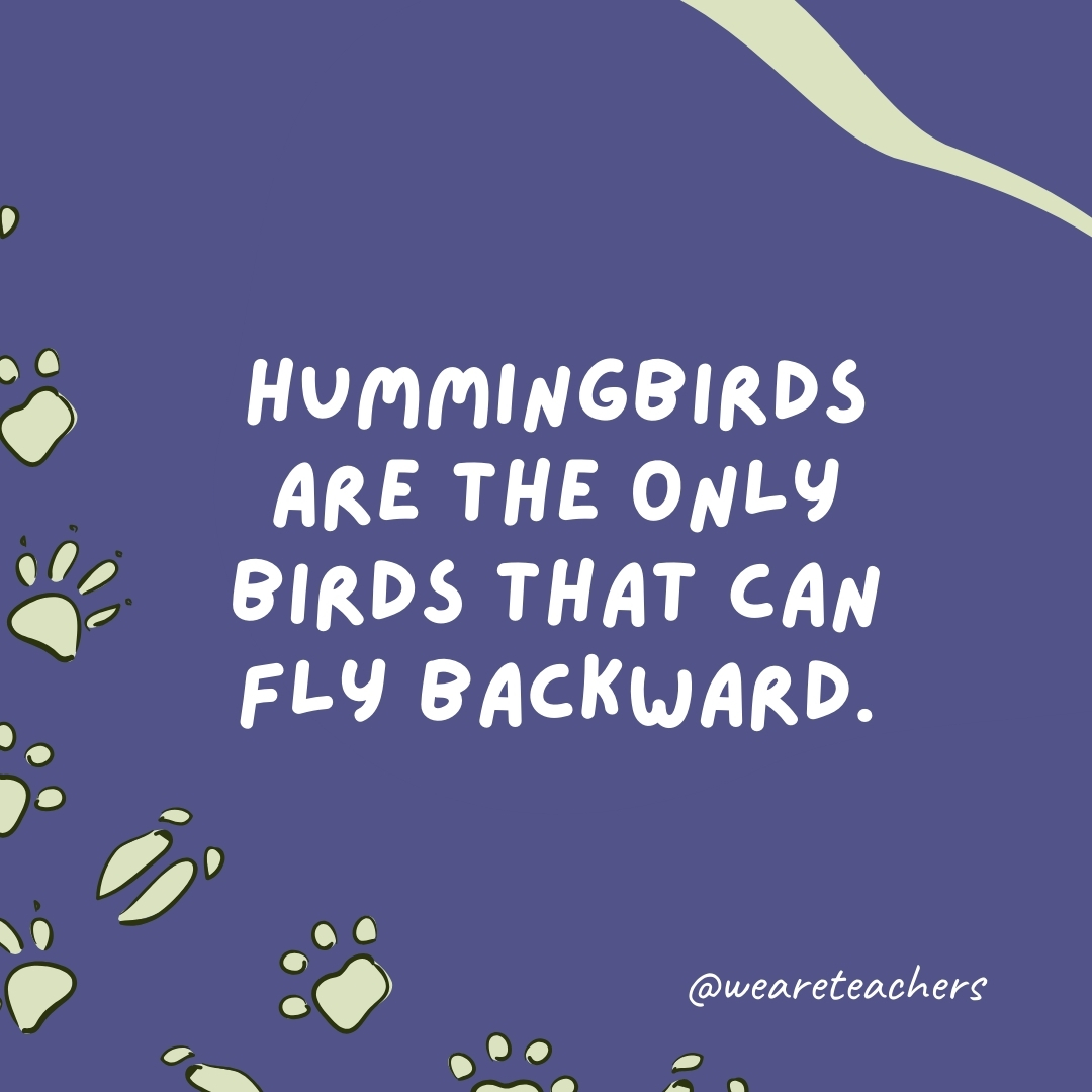 Hummingbirds are the only birds that can fly backward.  