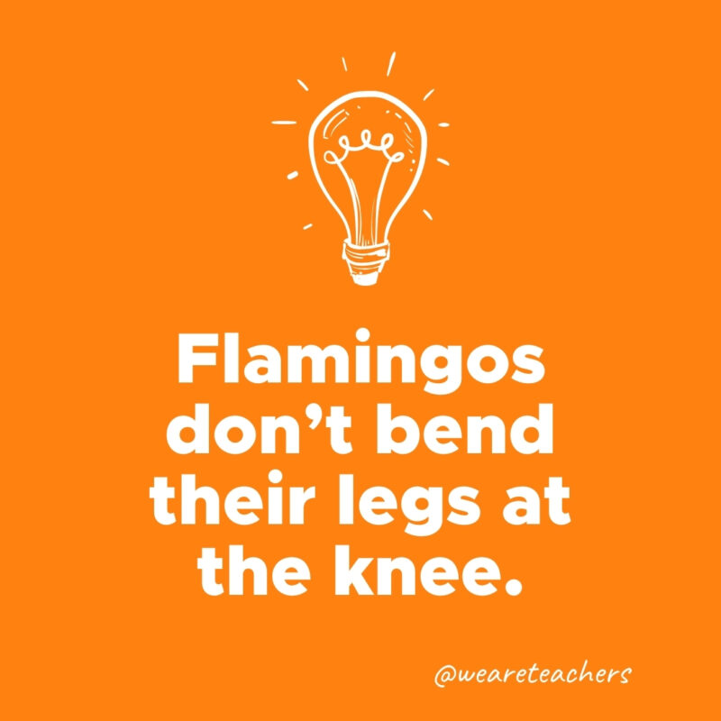Flamingos don't bend their legs at the knee.