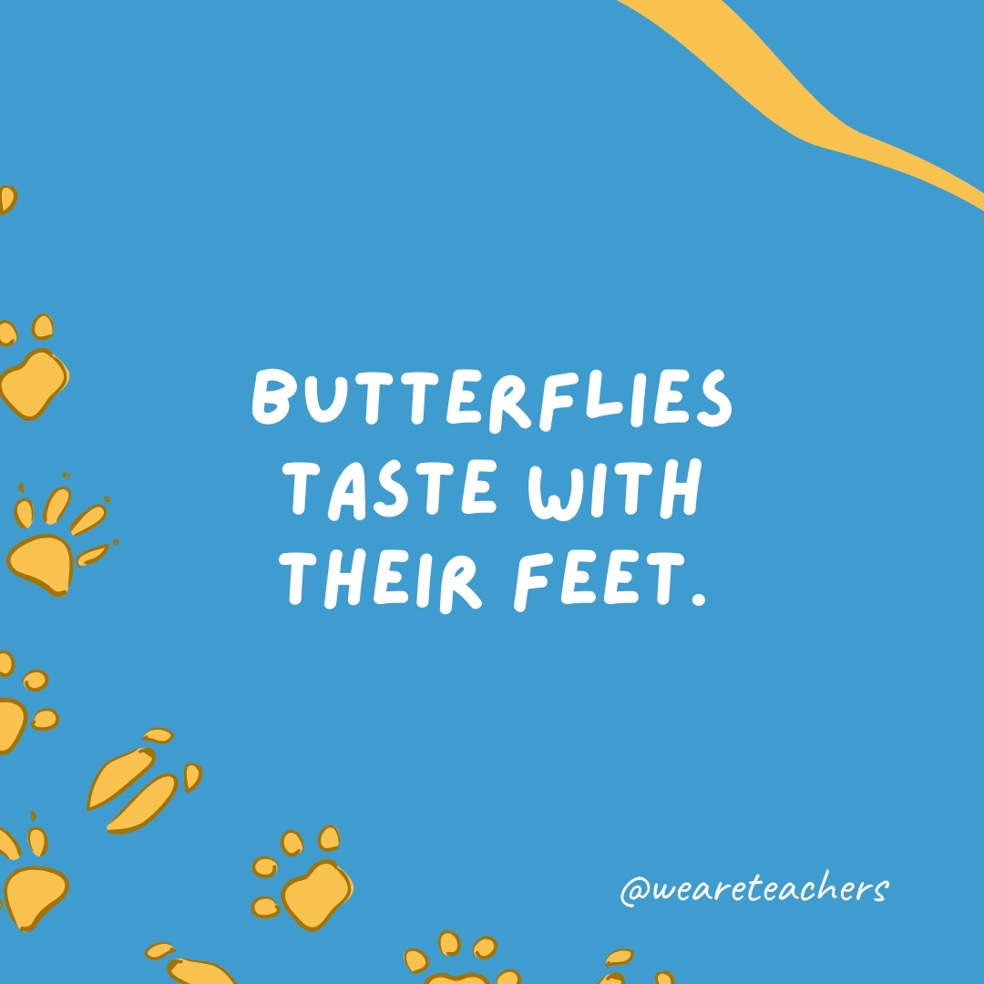 Butterflies taste with their feet.  