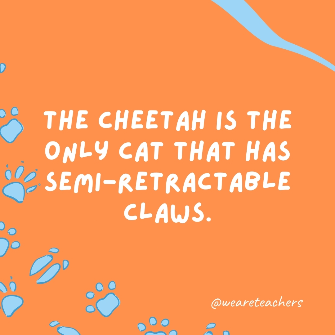 The cheetah is the only cat that has semi-retractable claws.  - animal facts
