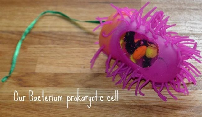 Cell model made from a spiky pink hand sanitizer holder, labeled Our Bacterium Prokaryotic Cell