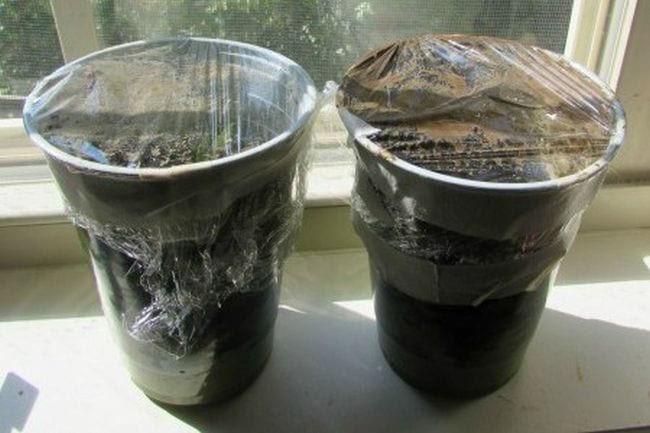 Two plastic cups filled with compost and covered in plastic wrap (Sixth Grade Science)