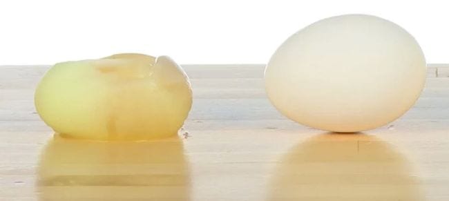 Raw egg without a shell that has been dehydrated sitting next to a regular egg