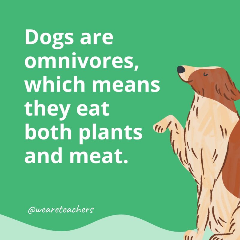 Dogs are omnivores, which means they eat both plants and meat.
