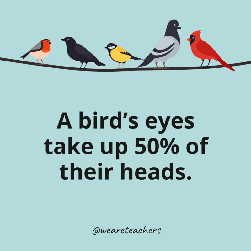 A bird's eyes take up 50% of their heads.