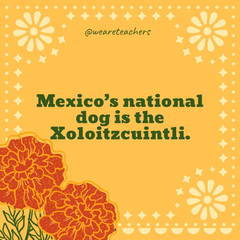 Mexico’s national dog is the Xoloitzcuintli.