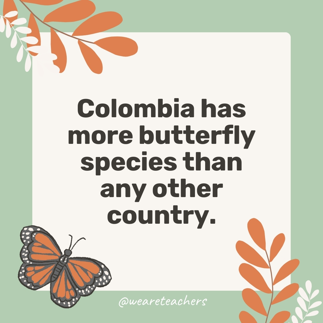 Colombia has more butterfly species than any other country.- facts about butterflies