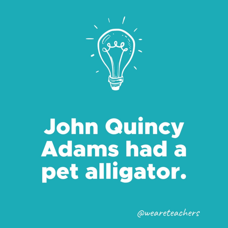 John Quincy Adams had a pet alligator.