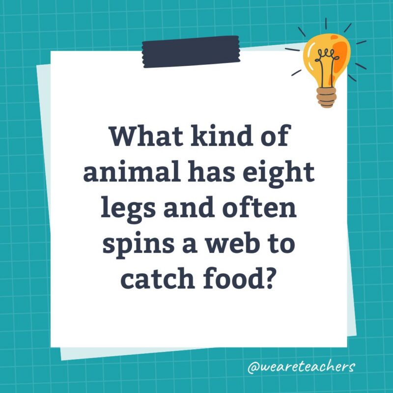 an image of a science trivia question for kids that states: What kind of animal has eight legs and often spins a web to catch food?