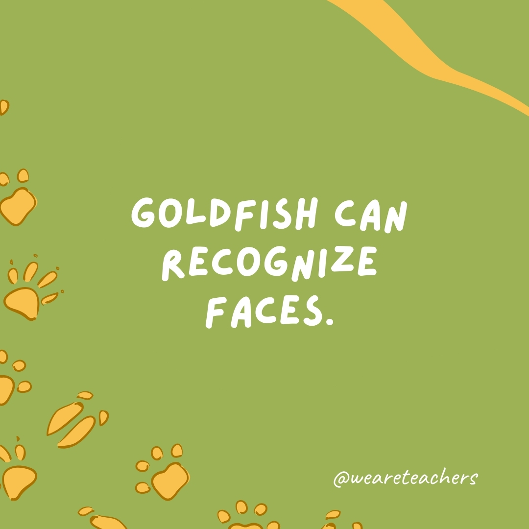 Goldfish can recognize faces.  