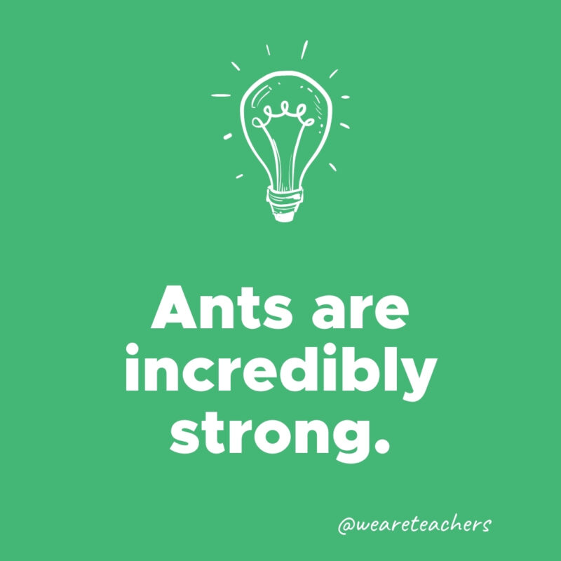 Ants are incredibly strong. 
