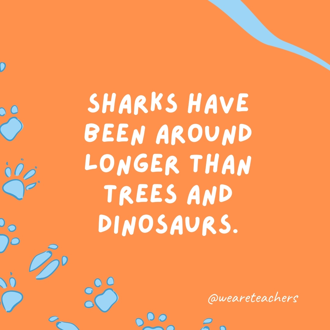 Sharks have been around longer than trees and dinosaurs.  