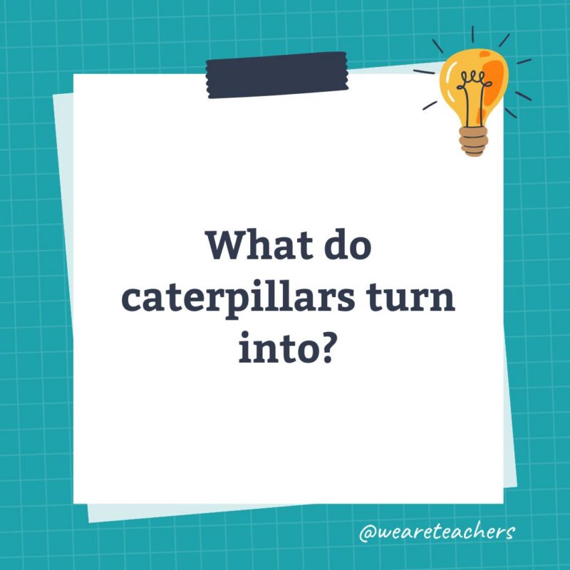 an image of a science trivia question for kids that states: What do caterpillars turn into?