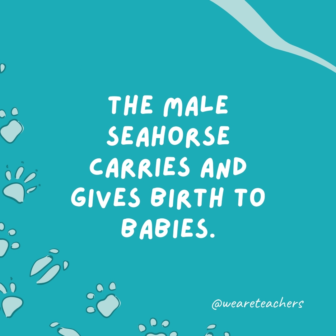 The male seahorse carries and gives birth to babies.- animal facts