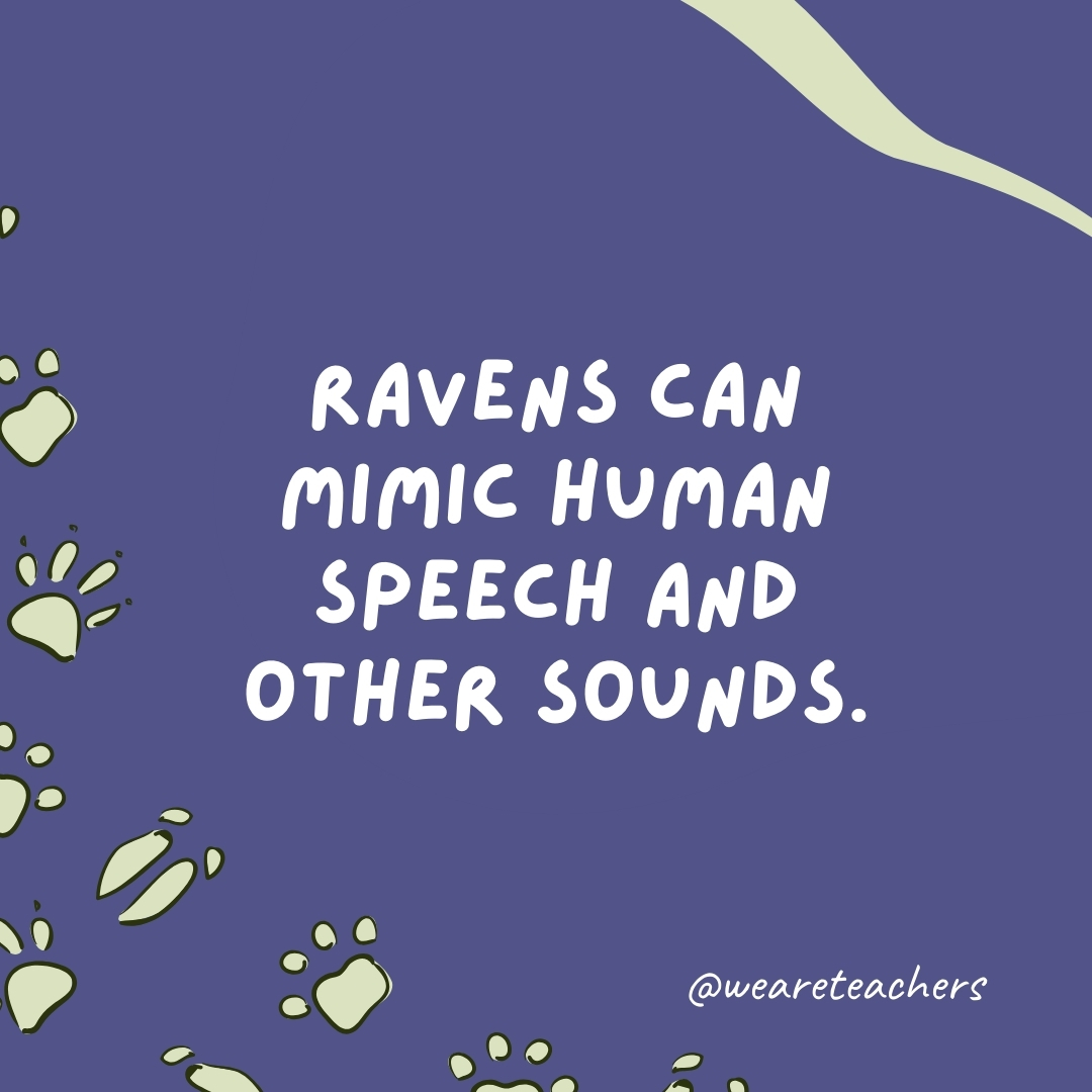 Ravens can mimic human speech and other sounds.