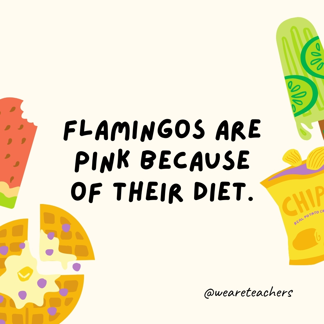 Flamingos are pink because of their diet.