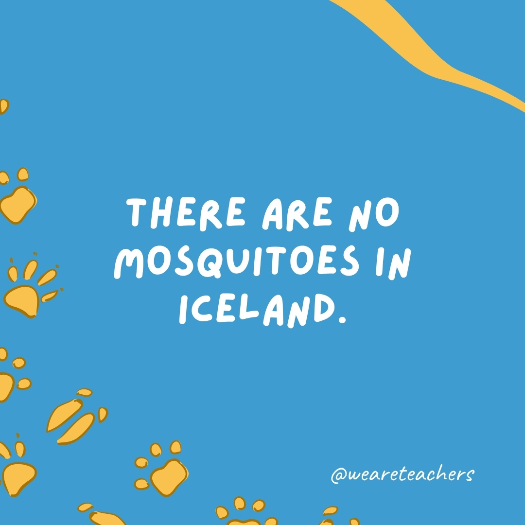 There are no mosquitoes in Iceland.