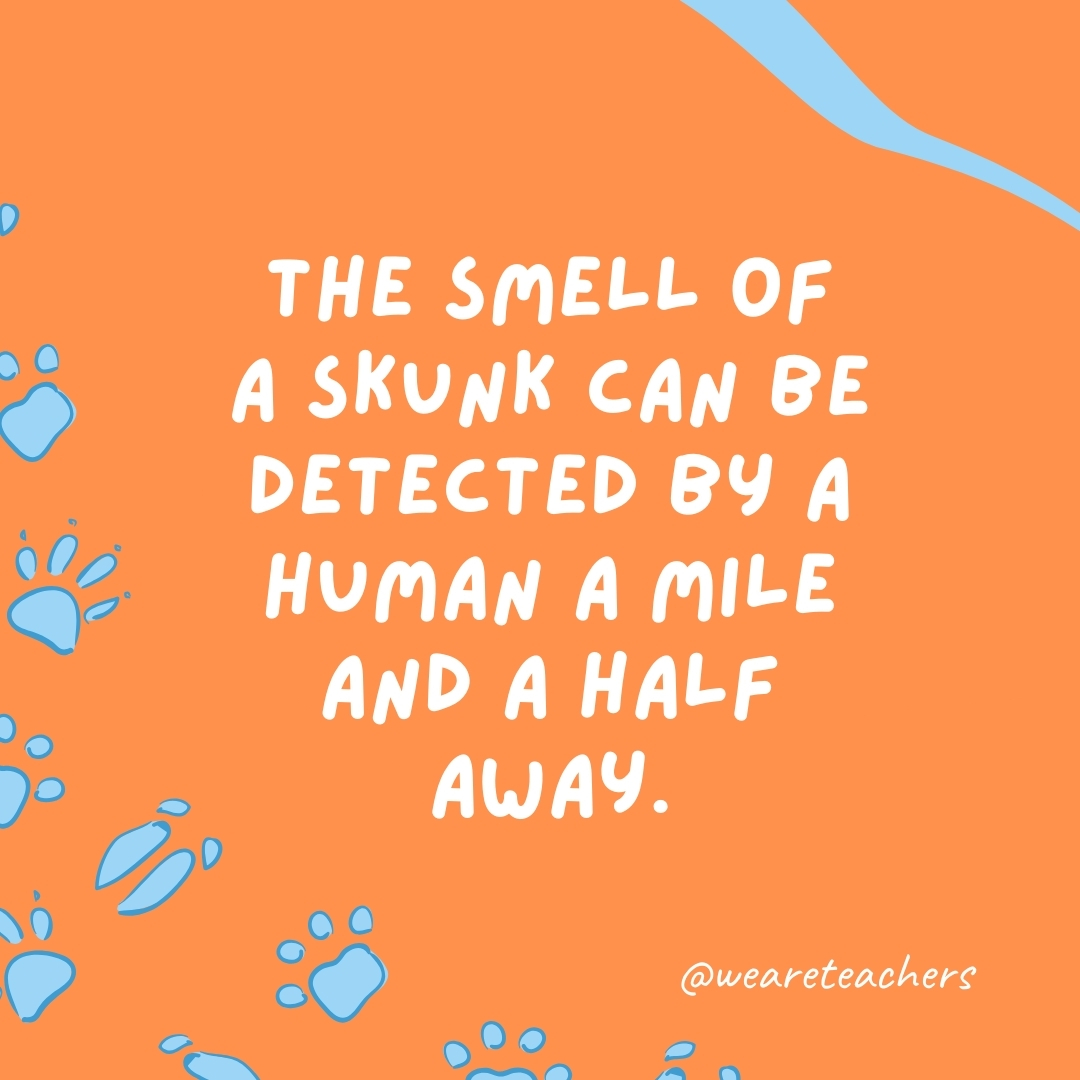 The smell of a skunk can be detected by a human a mile and a half away.- animal facts