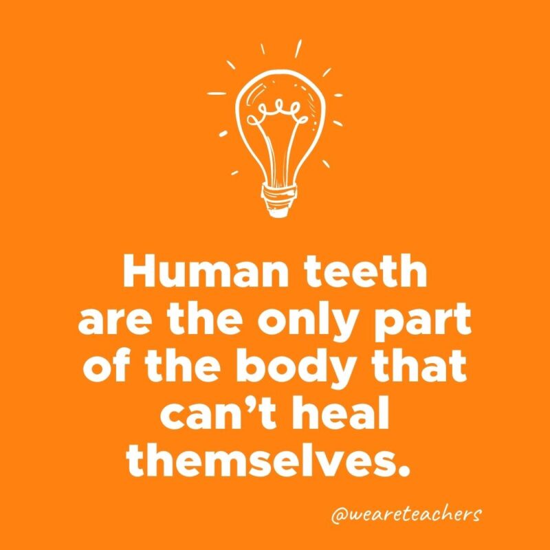 Human teeth are the only part of the body that can’t heal themselves. 