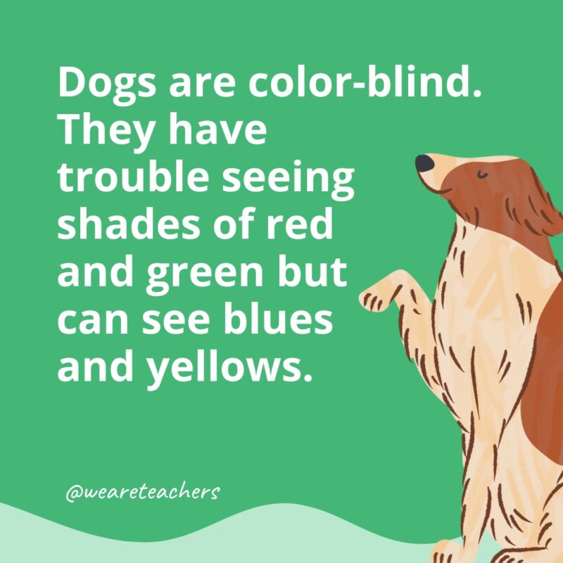 Dogs are color-blind. They have trouble seeing shades of red and green but can see blues and yellows.- dog facts for kids