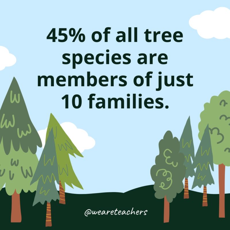 45% of all tree species are members of just 10 families.