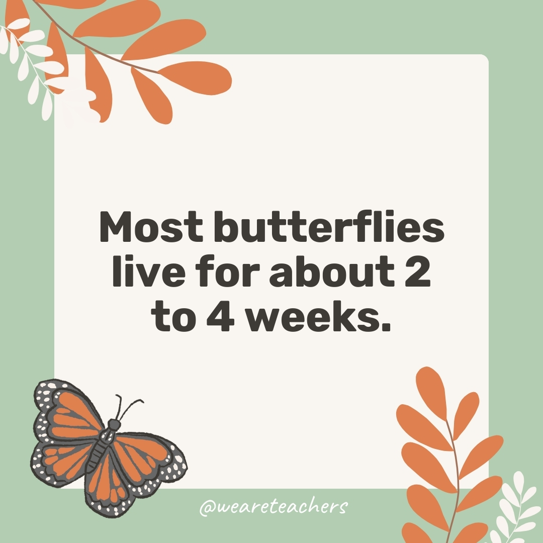 Most butterflies live for about 2 to 4 weeks.