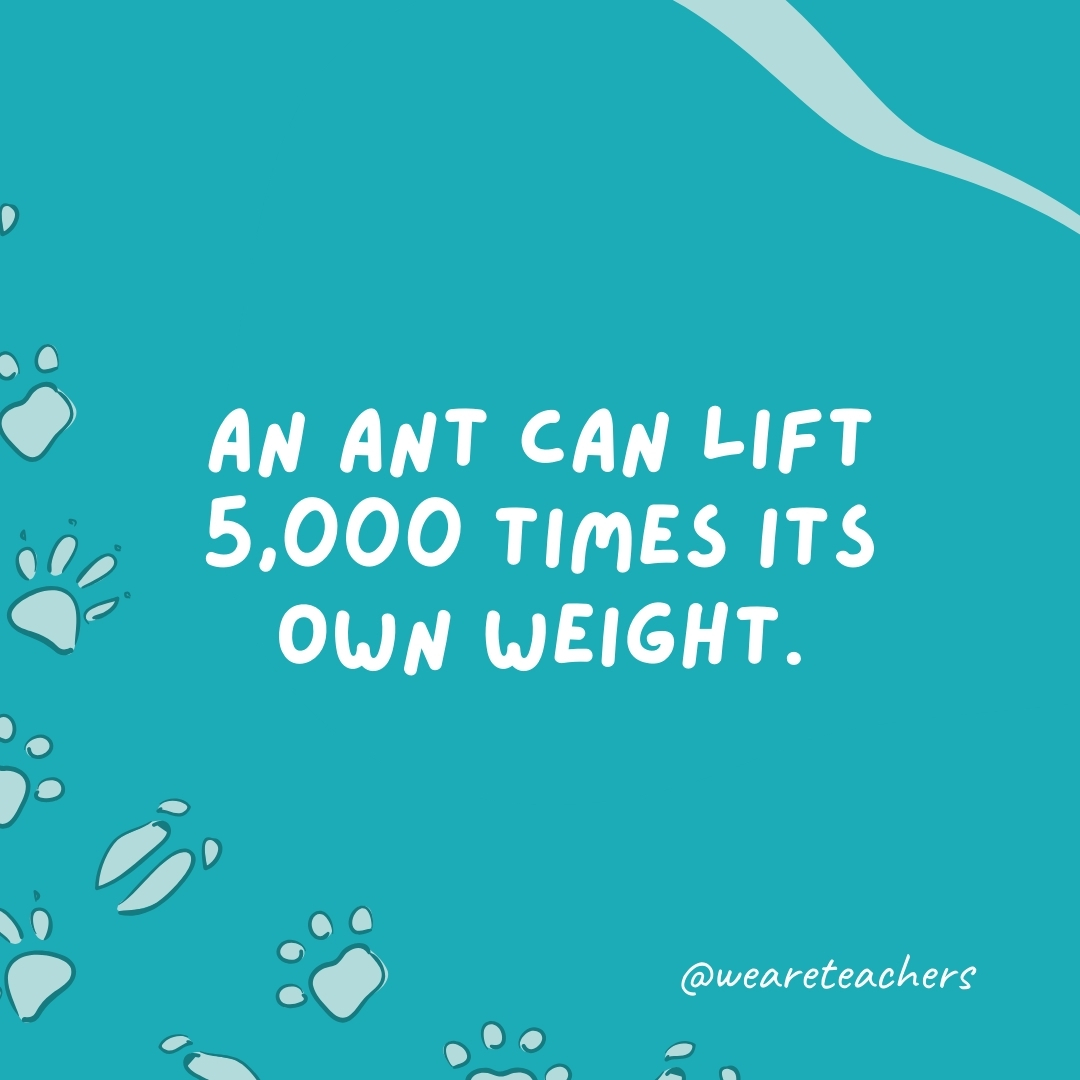 An ant can lift 5,000 times its own weight.