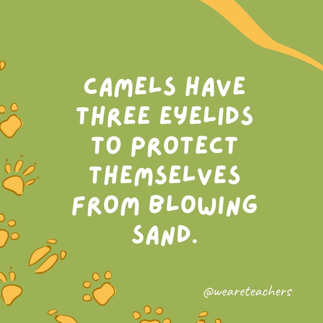Camels have three eyelids to protect themselves from blowing sand.