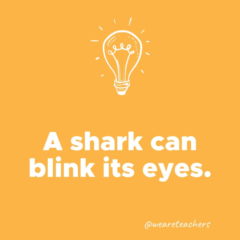  A shark can blink its eyes.